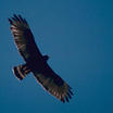 Zone-tailed Hawk